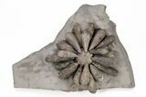 Jurassic Fossil Urchin (Firmacidaris) - Amellago, Morocco #217836-2